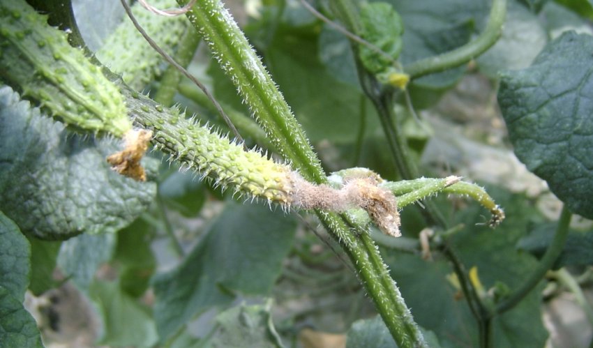 Сіра гниль Сіра гниль