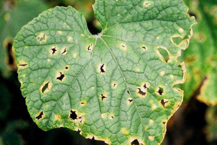 Антракноз Антракноз