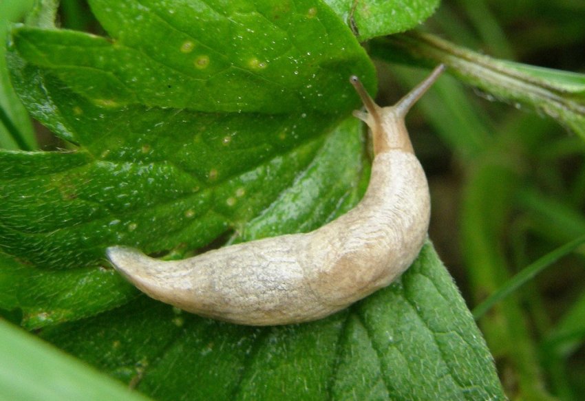 Slug Slug