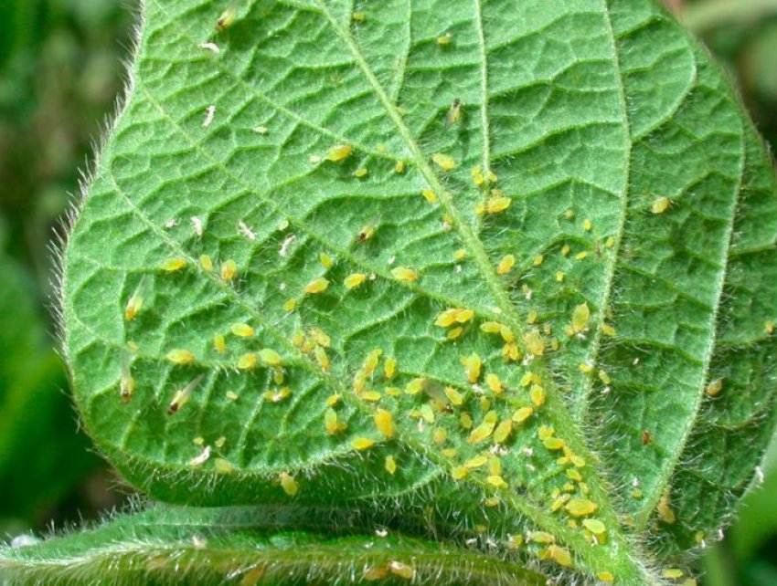 Попелиця Попелиця