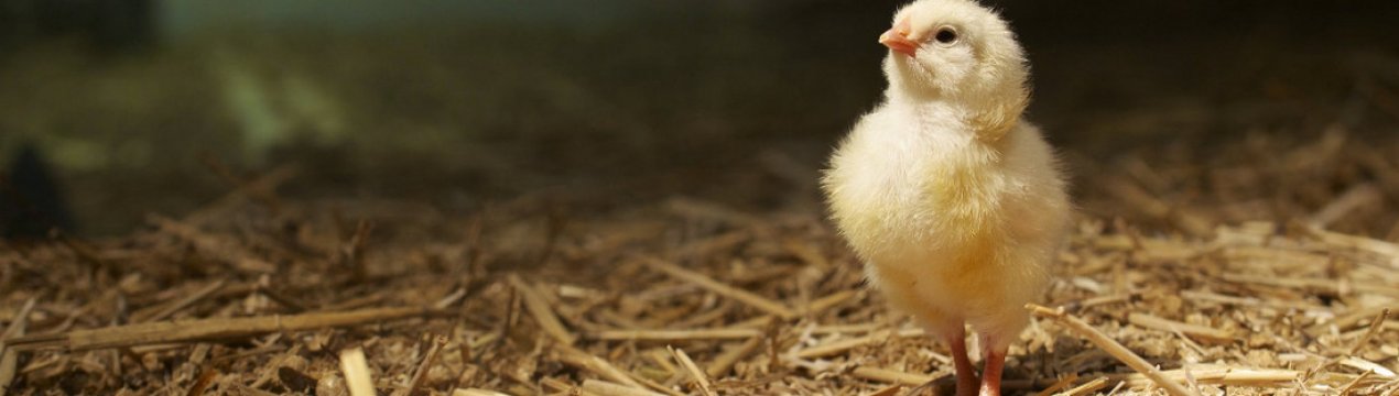 Як зробити брудер для вирощування і утримання курчат