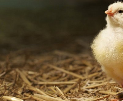 Як зробити брудер для вирощування і утримання курчат