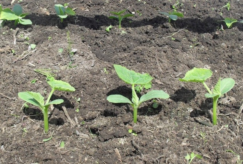 Висадка розсади на постійне місце Висадка розсади на постійне місце