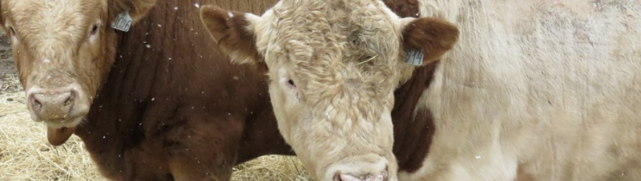 Симентальська порода ВРХ: опис, догляд і годування