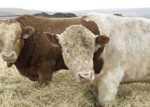 Симментальская порода КРС: описание, уход и кормление