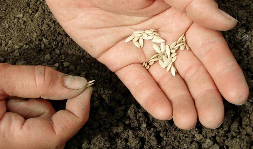 Посадка насіння