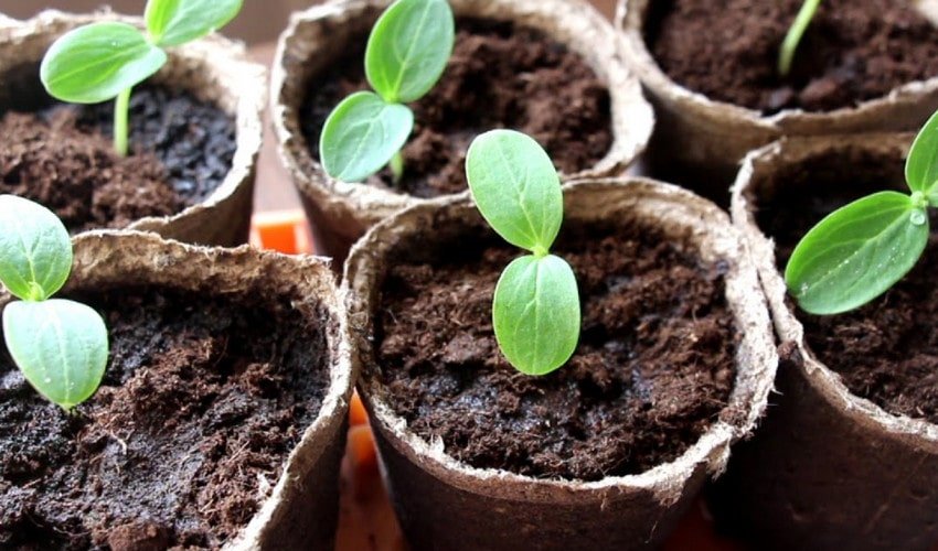 Розсада огірків