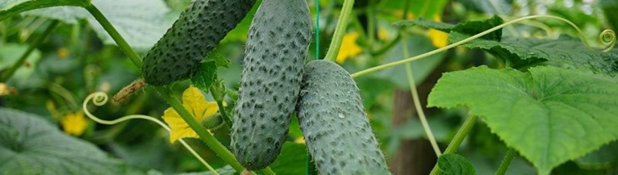 Огірки сорту Меренга F1: опис, особливості вирощування та догляду