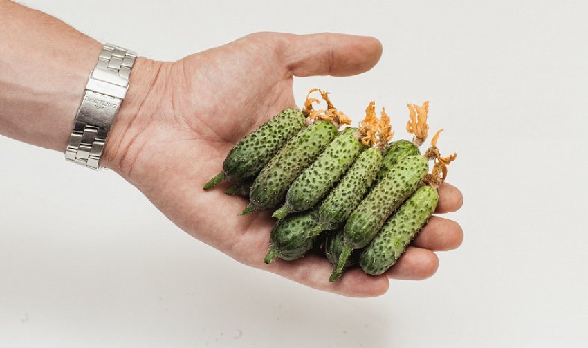 Огірки сорту темп ф1