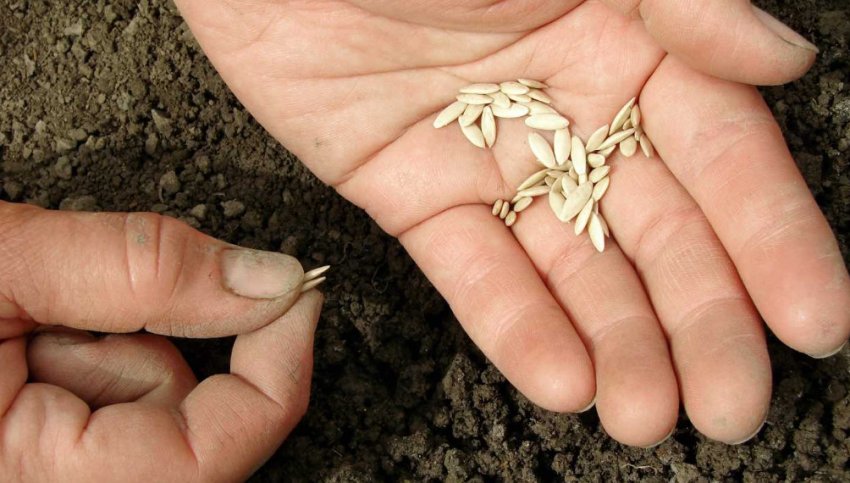 Посів насіння