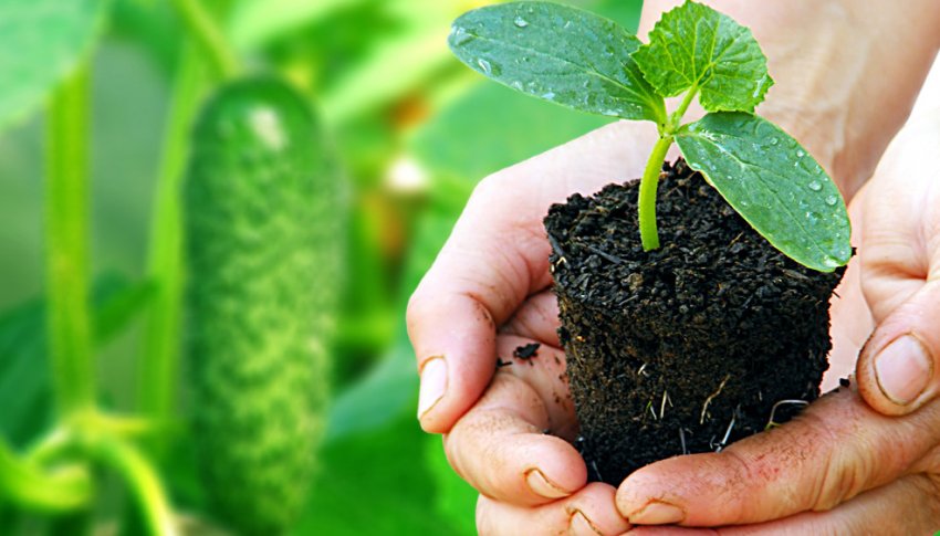 Висадка розсади