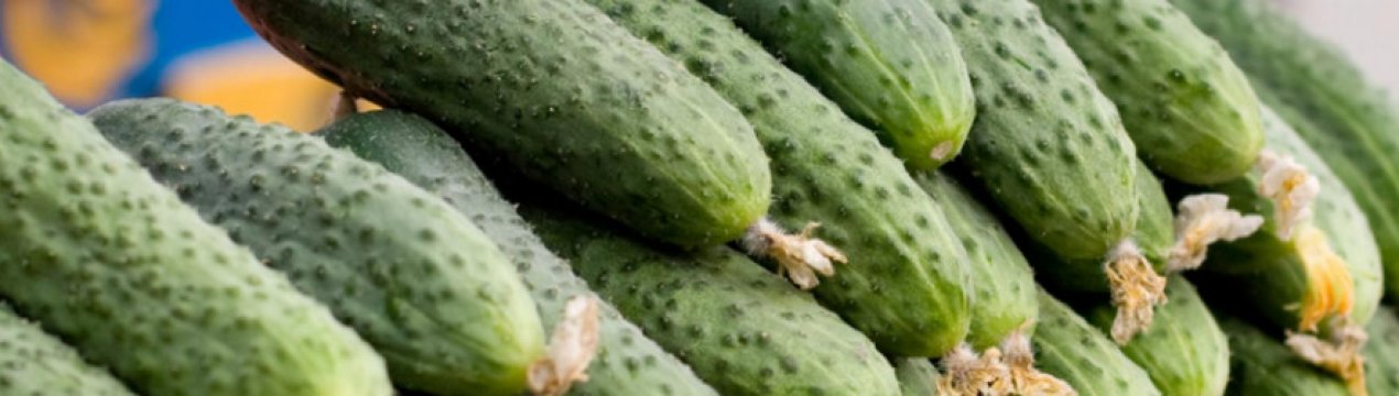 Огірки Маринда F1: опис сорти, вирощування і догляд