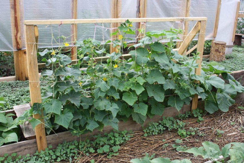 Горизонтальна підв'язка огірків