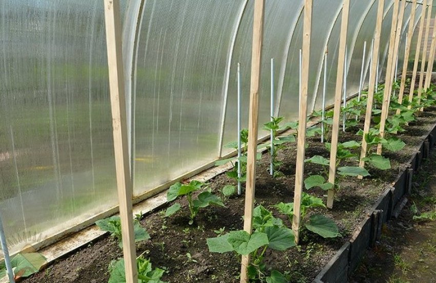 Вертикальна підв'язка огірків