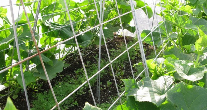 Гібридна підв'язка огірків