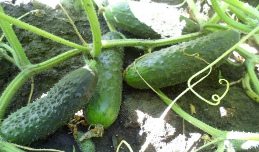 Огірки Маринда F1 Огірки Маринда F1