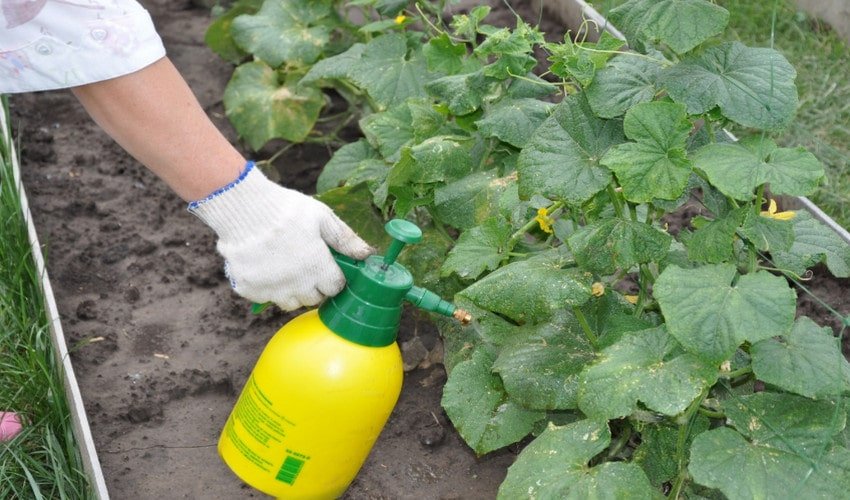 Обприскування Обприскування