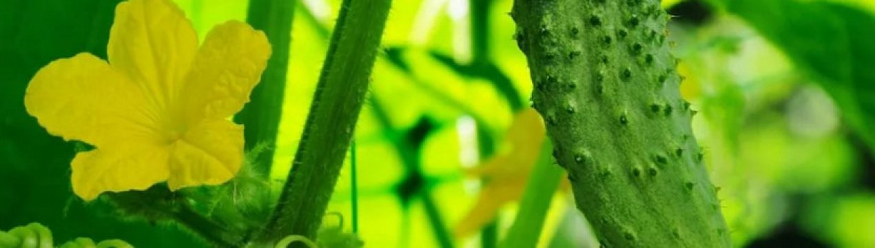 Огірки Конкурент: опис і особливості сорту