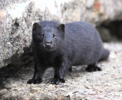 Понаїхали! Львівські фермери не в захваті від «датського вторгнення»
