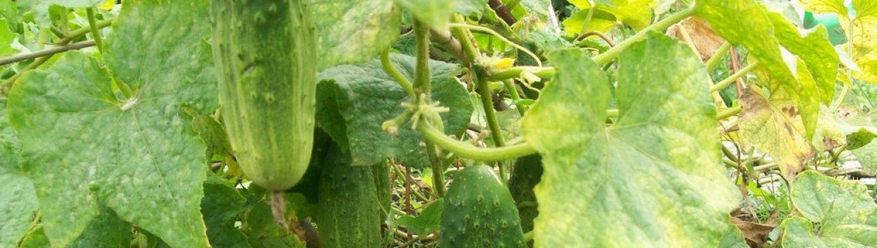 Що робити, якщо листя огірків бліді