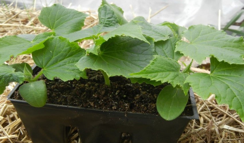 Розсада томатів Розсада томатів