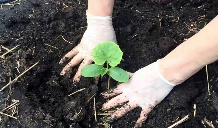 Висадка розсади Висадка розсади