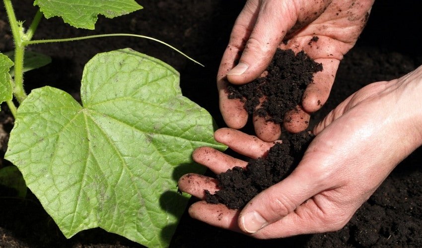 Догляд за ґрунтом Догляд за ґрунтом