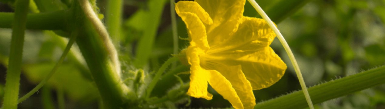 Що робити, якщо на огірки в теплиці пустоцвіт?