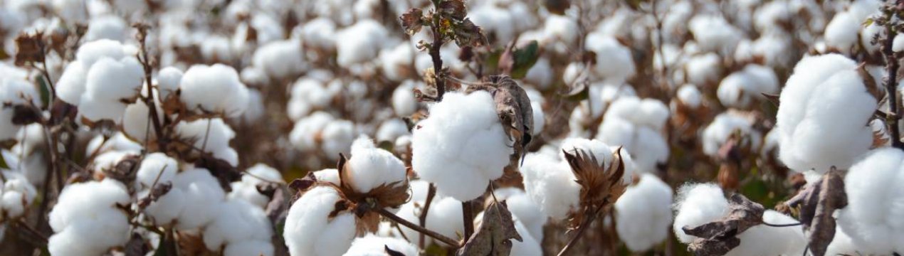 Бавовна — вершитель азербайджанській історії