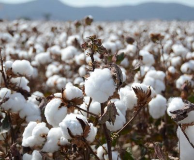 Бавовна — вершитель азербайджанській історії