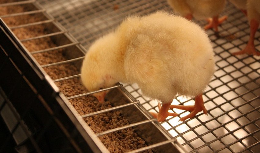 Брудер для курчат Брудер для курчат