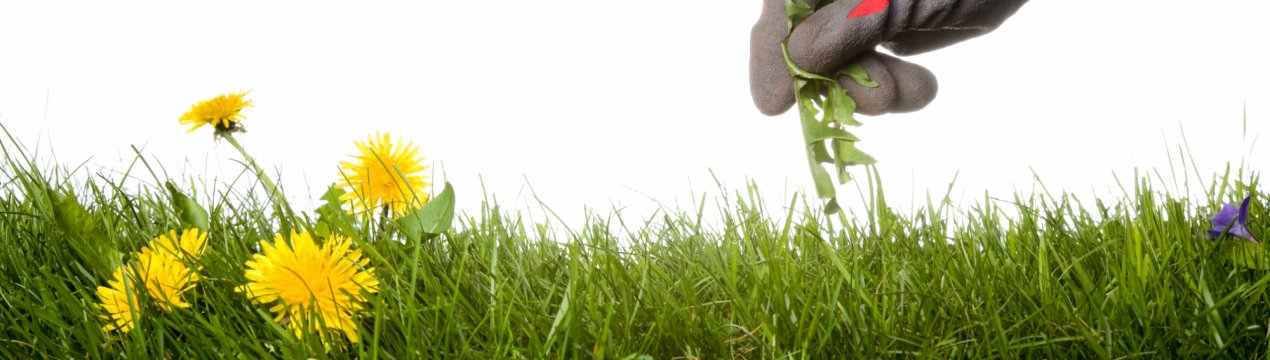 Асталависта, бур'яни!