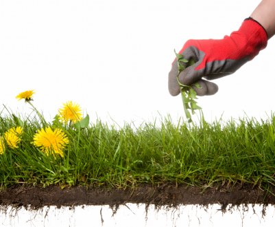 Асталависта, бур'яни!