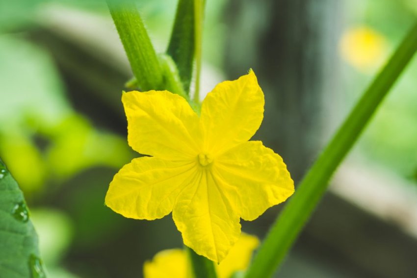 Пустоцвіт на огірках