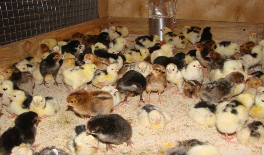 Курчата в брудере Курчата в брудере