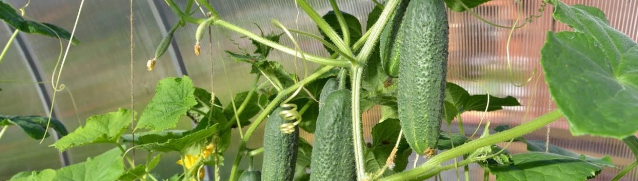Продовження плодоношення огірків в теплиці