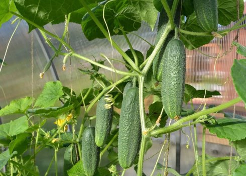 Продление плодоношения огурцов в теплице
