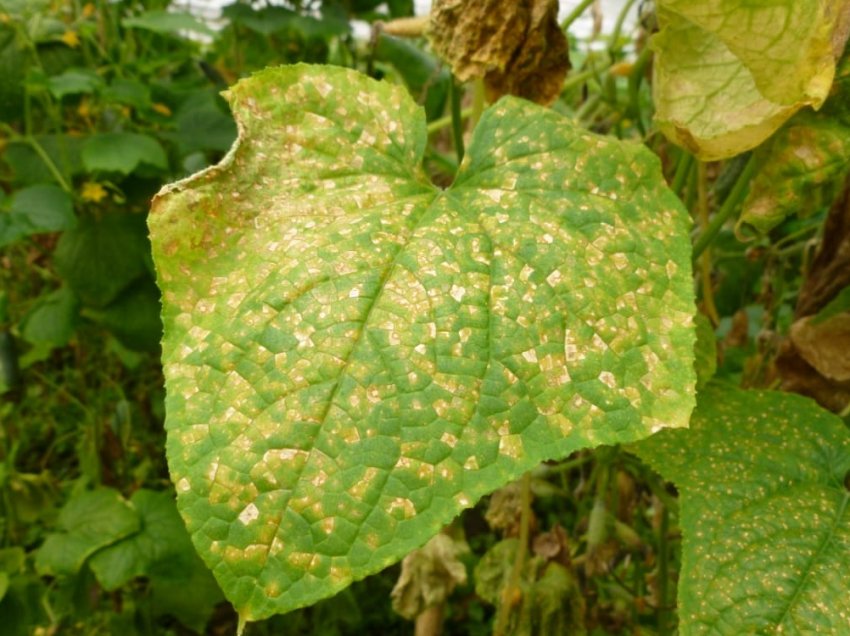 Несправжня борошниста роса Несправжня борошниста роса