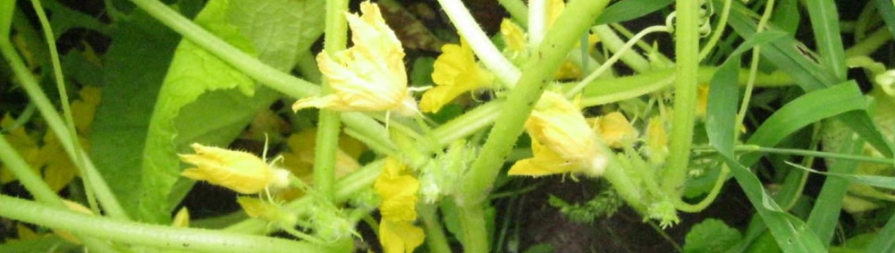 Як боротися з пустоцвітом на огірках?