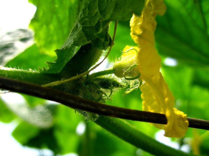 Пустоцвіт на огірках Пустоцвіт на огірках