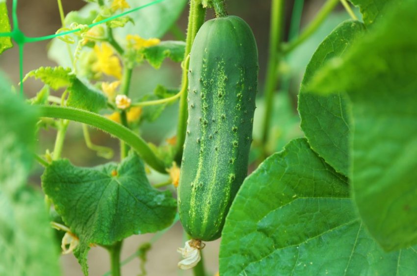 Конкурент Конкурент