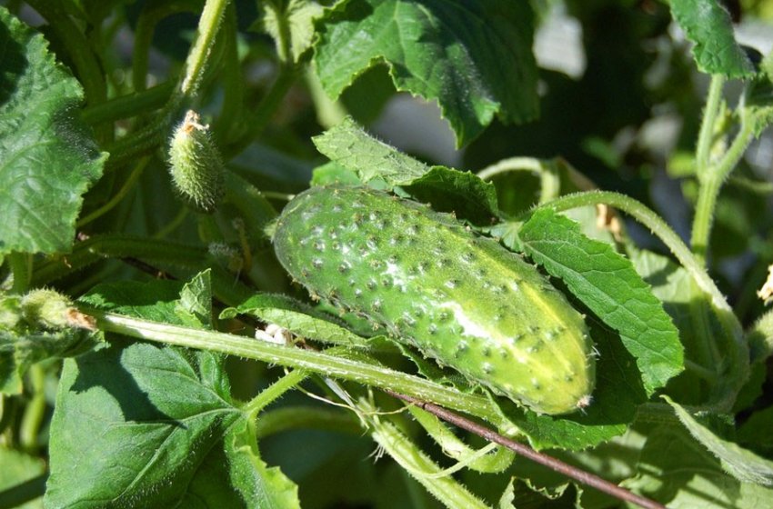 Маша F1 Маша F1