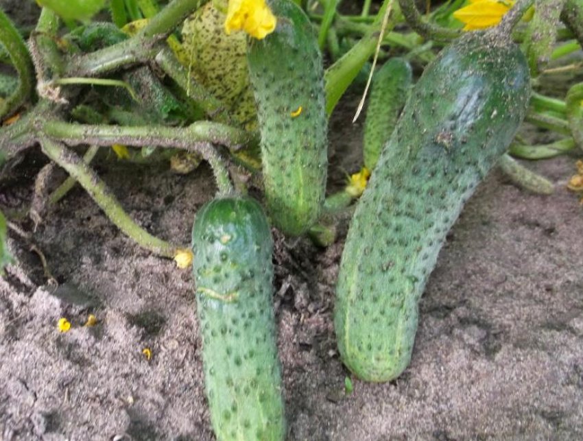 Герман F1 Герман F1