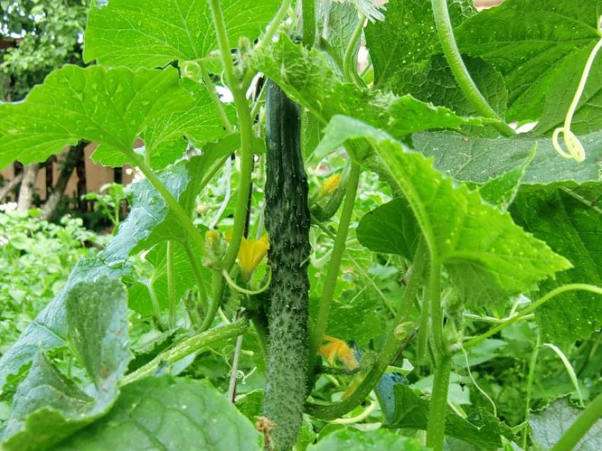 Китайські змії Китайські змії