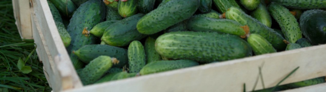 Як позбутися від попелиці на огірках?