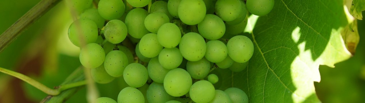 Зелений виноград: корисні властивості, кращі сорти, як заготовити на зиму