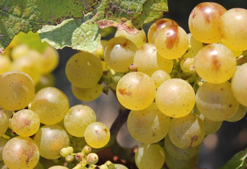 Рислінг Рислінг