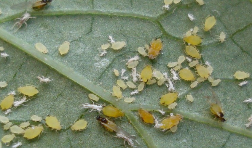 Попелиця на огірках Попелиця на огірках