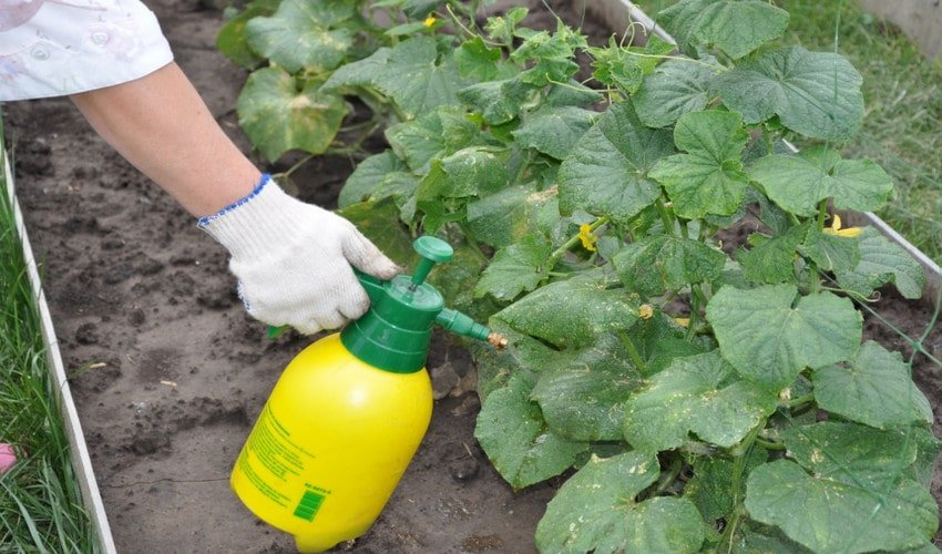 Обприскування огірків Обприскування огірків