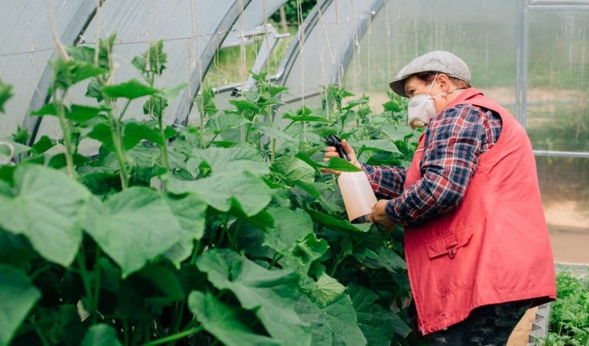 Обприскування огірків Обприскування огірків